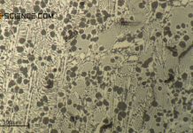 Micrograph of hypoeutectic cast iron with a carbon content of 3.85 %.