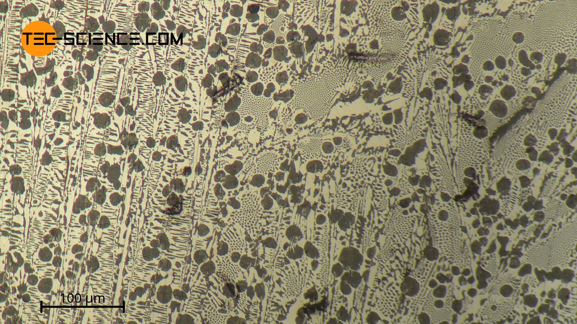 Micrograph of hypoeutectic cast iron with a carbon content of 3.85 %.