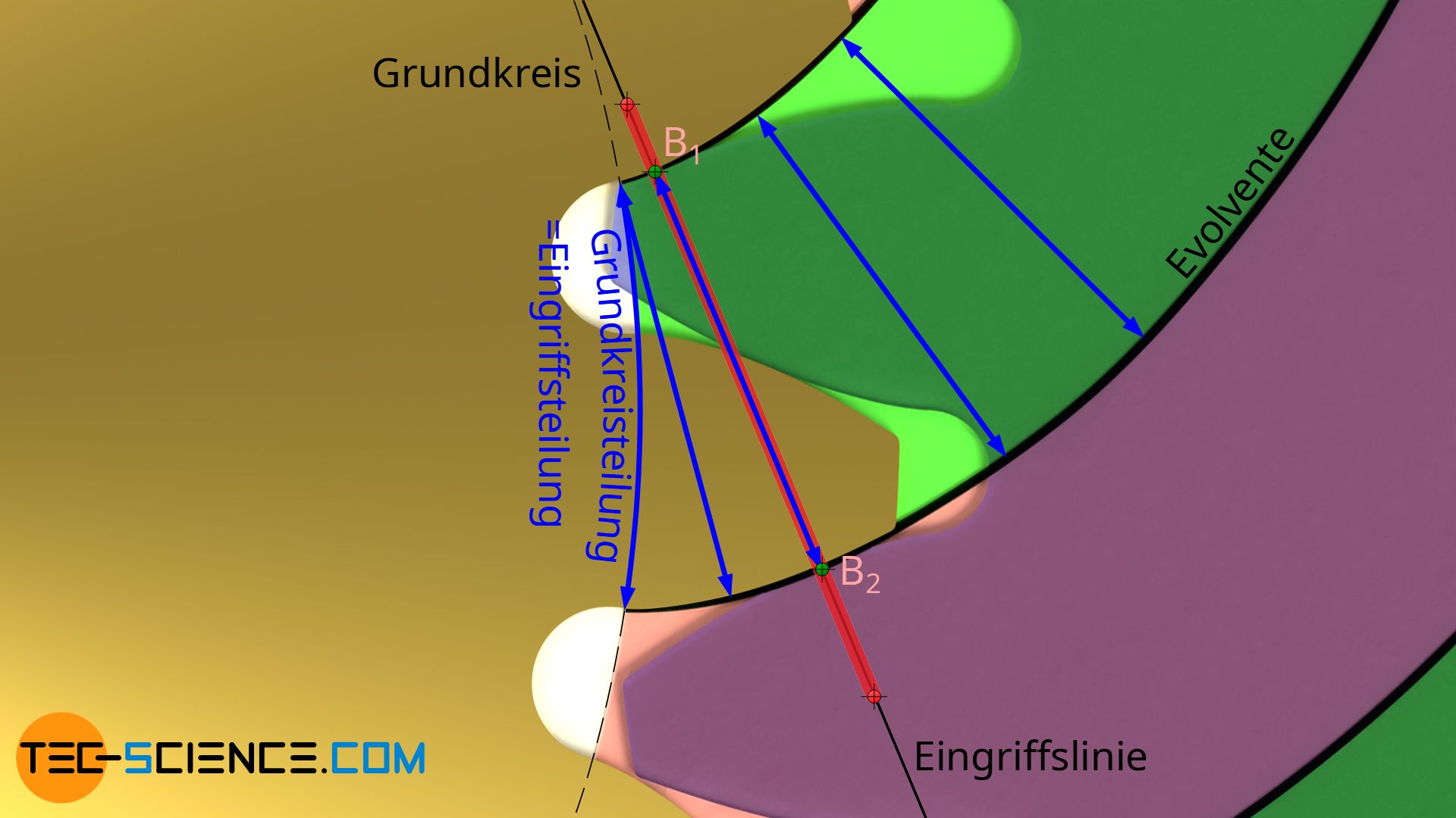 Eingriffsteilung (Grundkreisteilung)