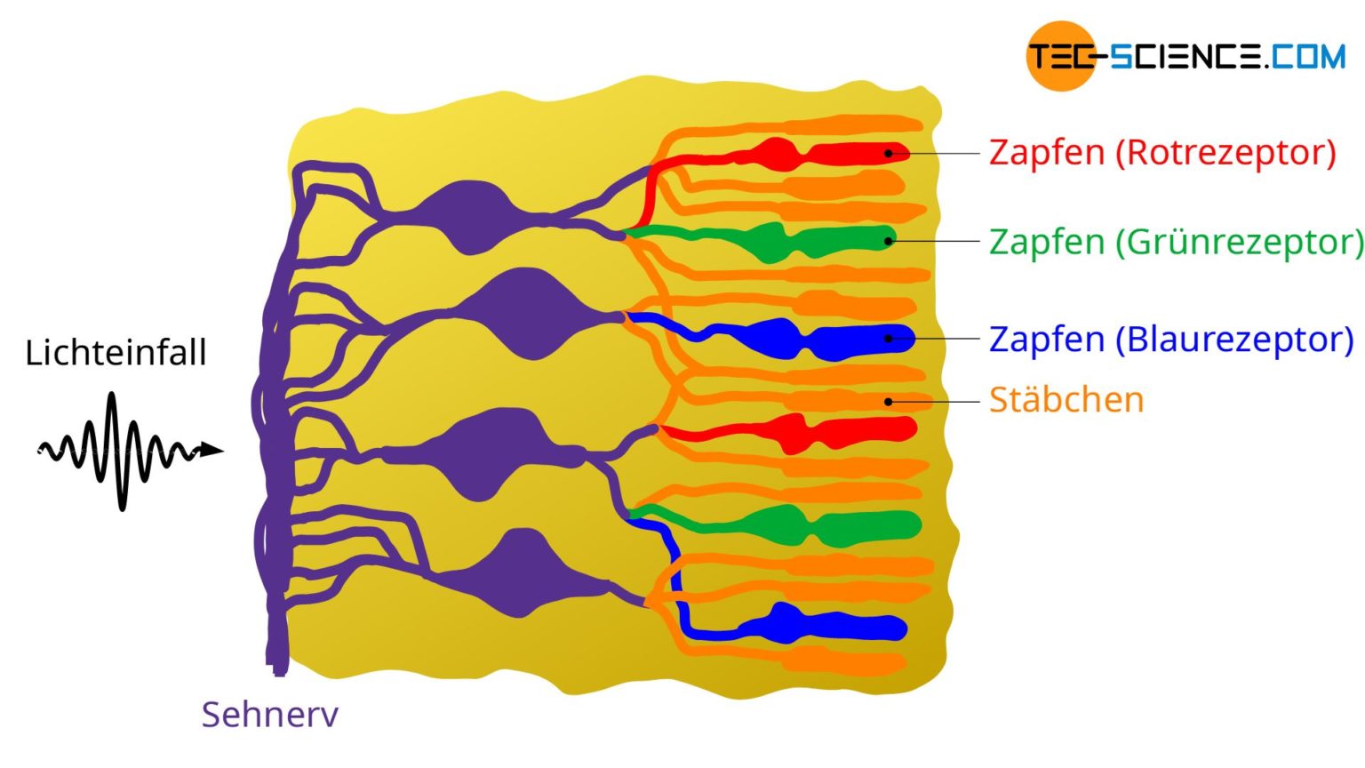 Geometrische Optik Archive tecscience