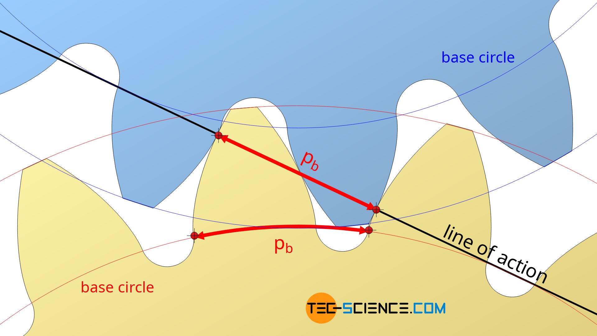 Calculation of the base pitch