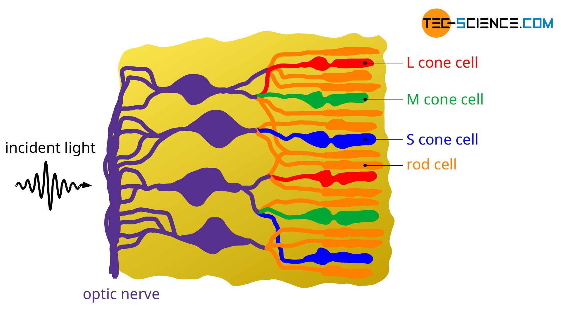 Rods and cones (simplified)