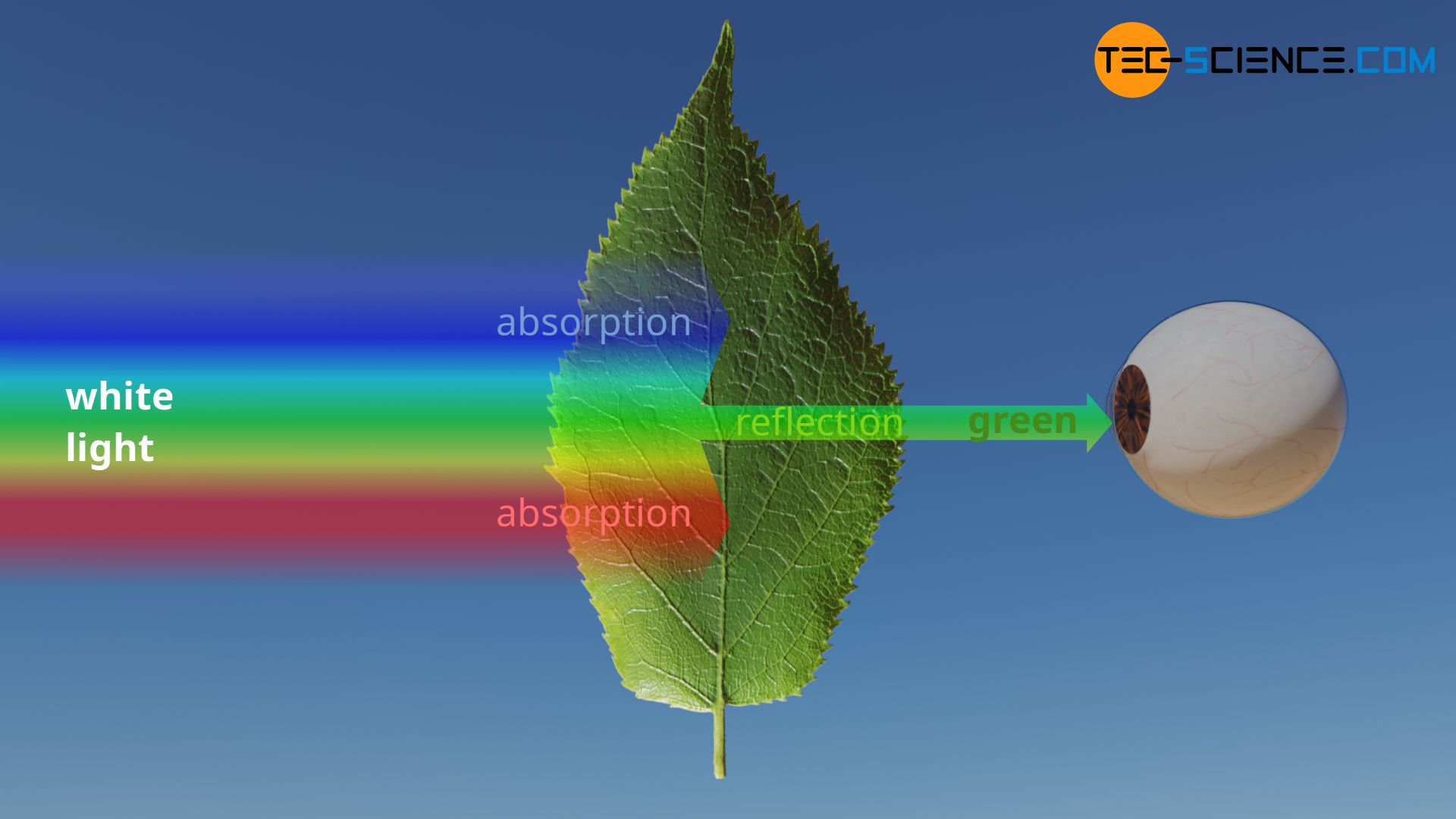 vision - Why do objects of a given color appear white under light