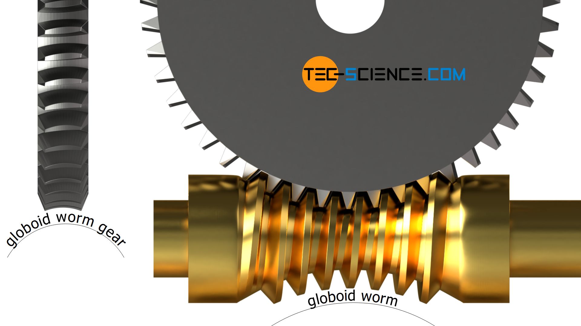 Globoid worm und globoid worm gear (globoid worm drive)