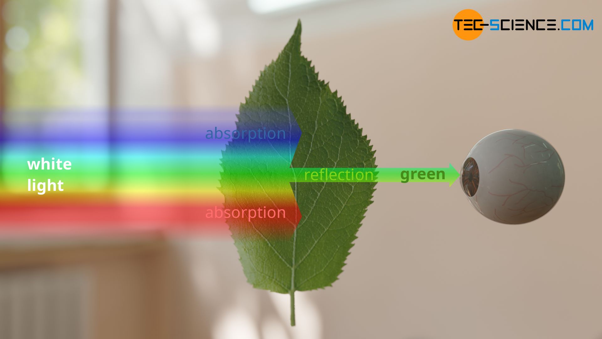 Color vision of a green leaf