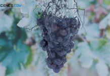 Sprinkling a grapevine with water as frost protection