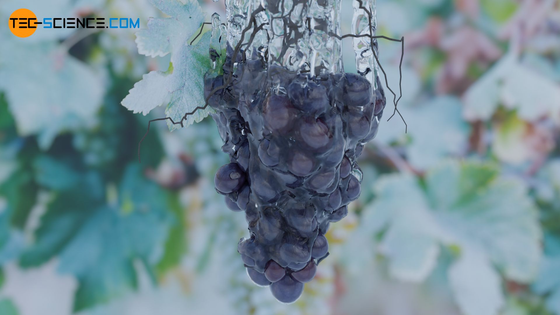 Sprinkling a grapevine with water as frost protection